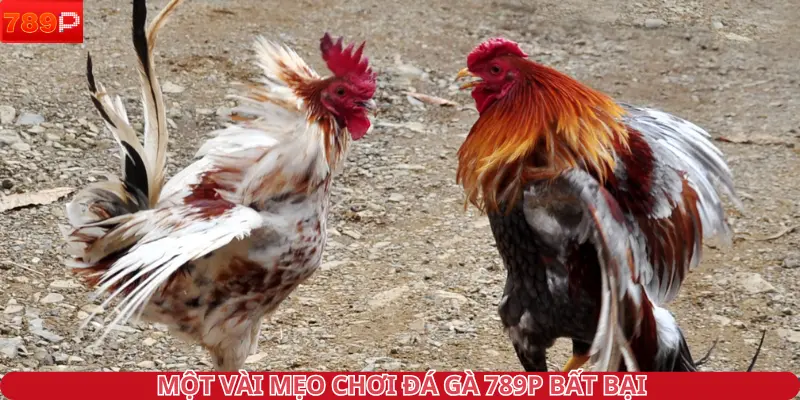 Một vài mẹo chơi đá gà 789P bất bại