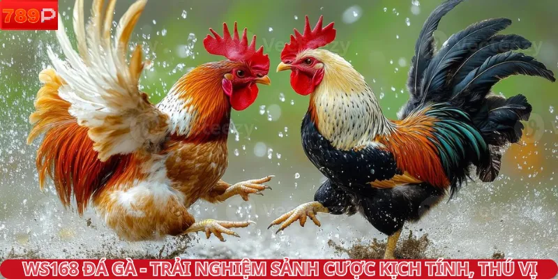 WS168 đá gà